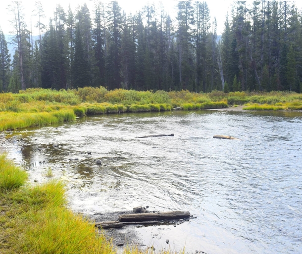 Creek in Yellowstone National Park 