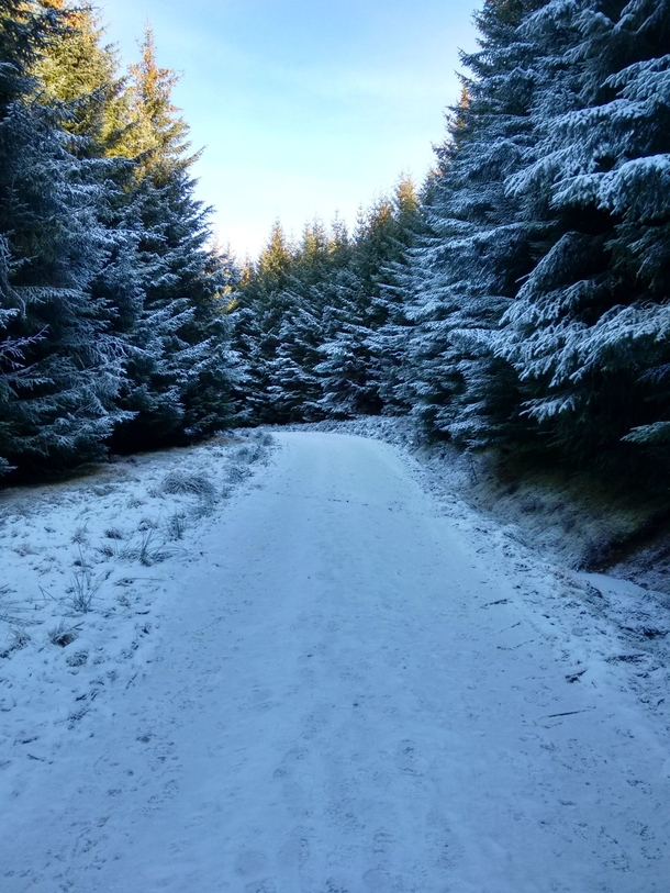 Crisp winter forest Griffin Forest Perthshire Scotland x Taken on Moto G
