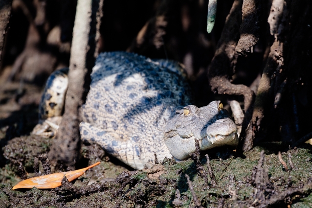Crocodile Crocodylus porosus in the Brunei River mangrove Bandar Seri Begawan Brunei 