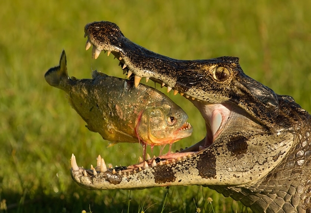 Crocodile with its prey-piranha 