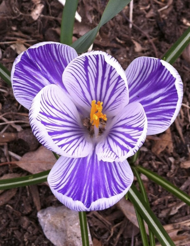Crocus Crocus longiflorus - first spring in a new house means surprise flora in my yard 