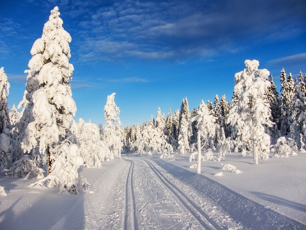 Cross country ski trail north of Oslo Norway 