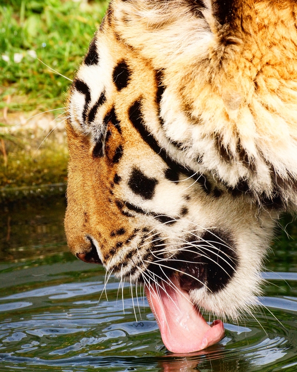 Crouching Tiger Drinking Water