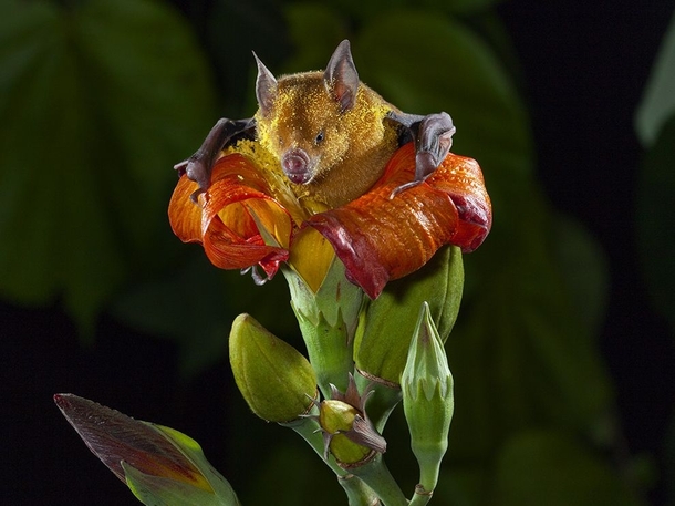 Cuban flower bat emerging from a flower of the blue mahoe tree photo by Merlin Tuttle 