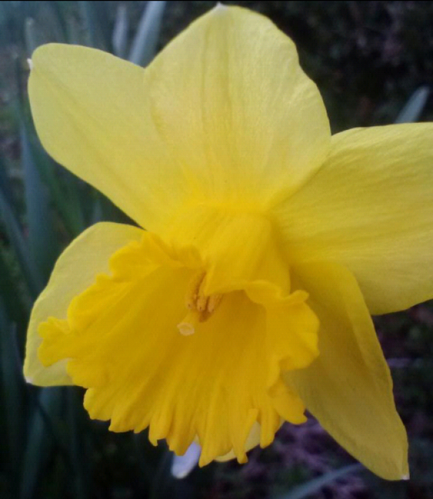 Daffodil narcissus minimus Flowers in my backyard
