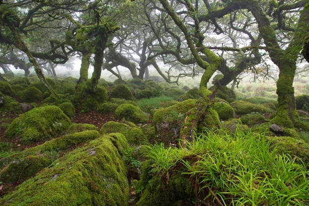 Dartmoor Forest United Kingdom by Michael Kirste 
