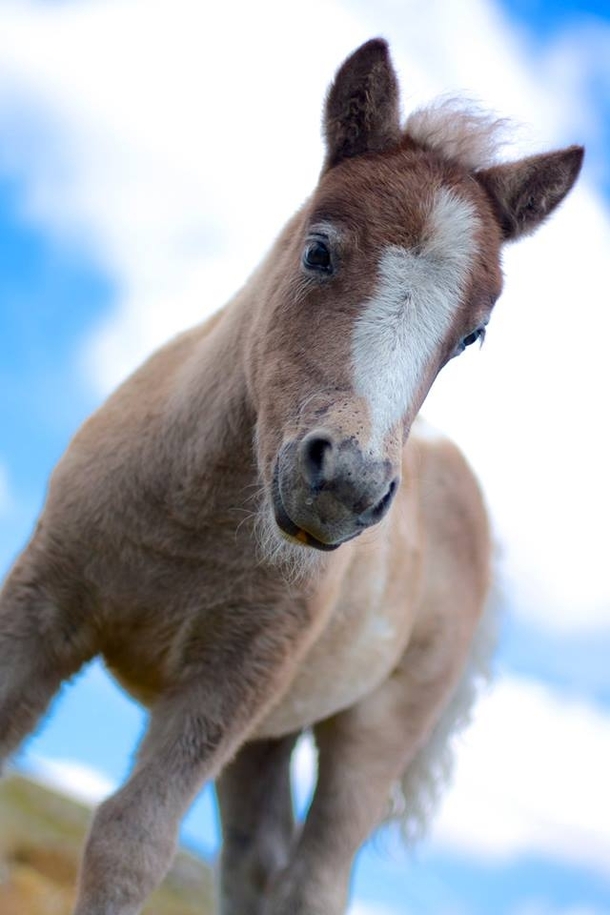 Dartmoor pony foal Equus caballus