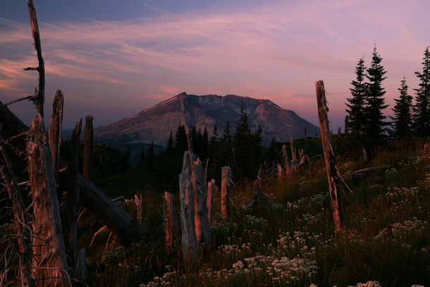 Dawn in the blast zone of Mt Saint Helens 