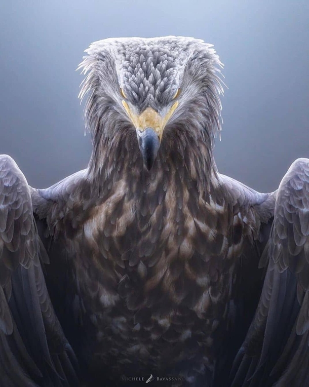 Death stare A stunning picture of a white- tailed eagle