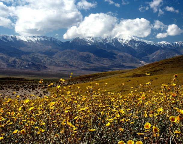Death valley in Bloom Photo by Chuck Abbe 