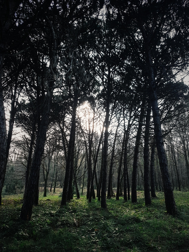 Deep Dark Forest in Turkey Istanbul Atatrk arboretum 