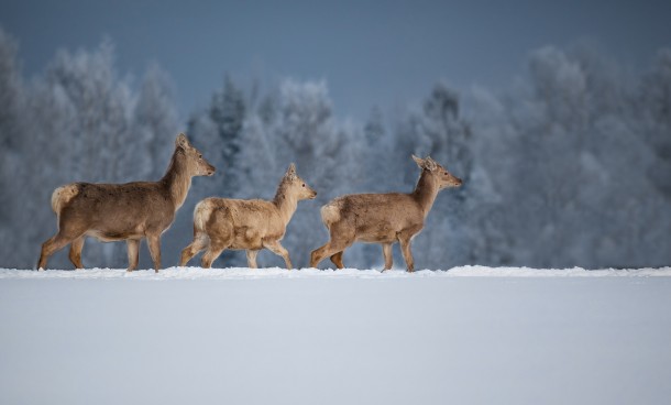 Deer in the snow by Tamara Patrejeva 