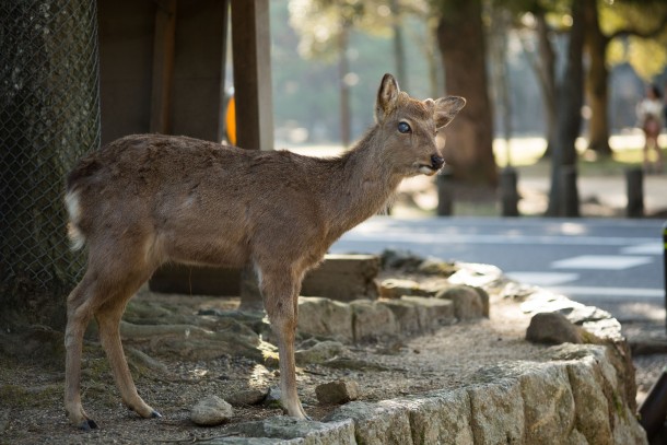 Deer with a damaged eye Nara Japan 