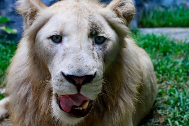 Derp Lion Panthera leo 