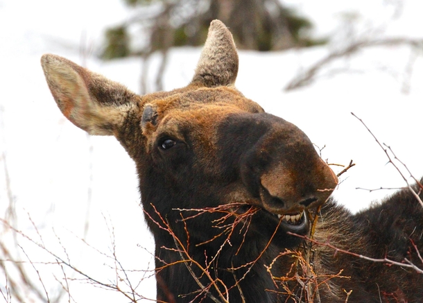 Derpy Moose in Grand Teton National Park 