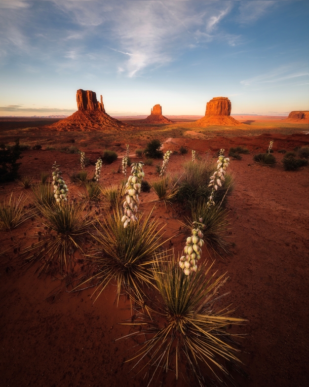 Desert Blooms in Monument Valley 