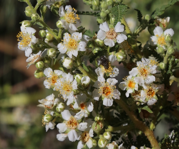 Desert Sweet Fernbush - Chamaebatiaria millefolium 