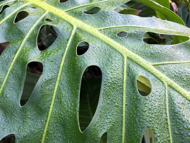 Dew wets Tarovine Swiss Cheese Plant leaf - Monstera deliciosa 