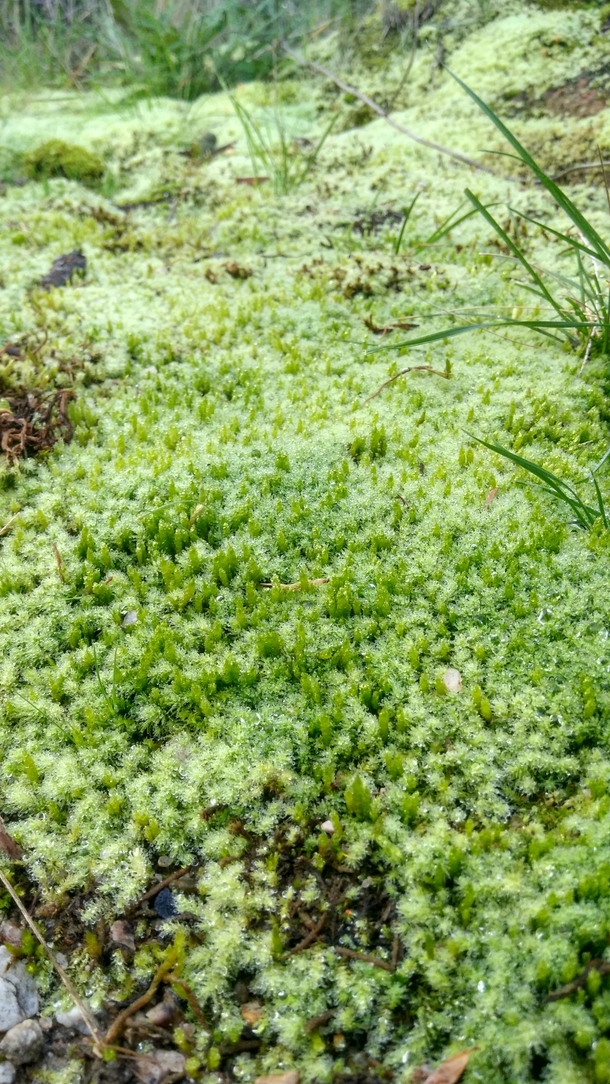 Dewy bright green moss Anglesea Great Ocean Road Victoria Australia 