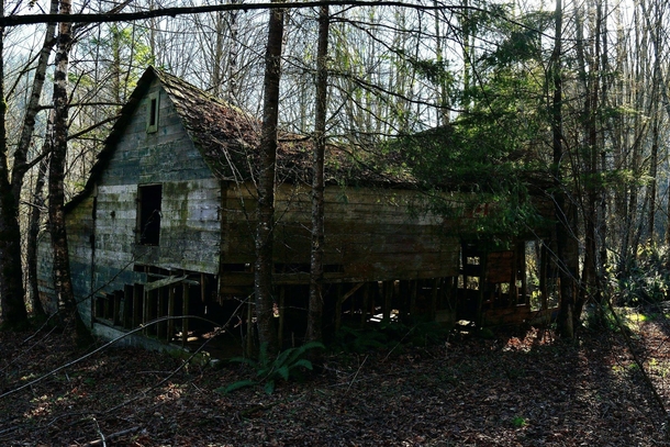 Dilapidated cabin in the Canadian woods 
