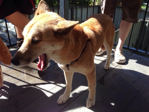 Dingo Canis lupus dingo 