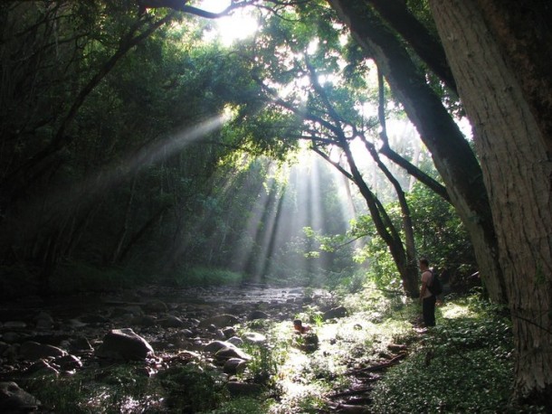 Dispersed light along the stream Kauai 