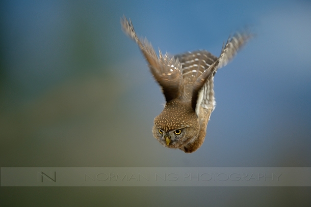 Diving Owl northern pygmy owl by Norman Ng 