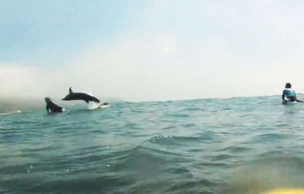 Dolphins Tursiops taught me how to surf