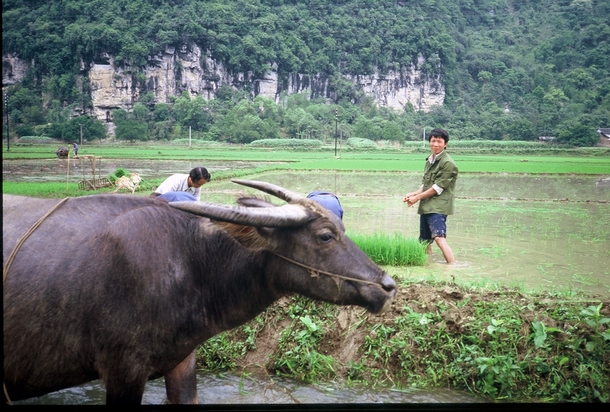 Domestic Asian Water Buffalo Bubalus bubalis near Yangshuo China by Willard Losinger 