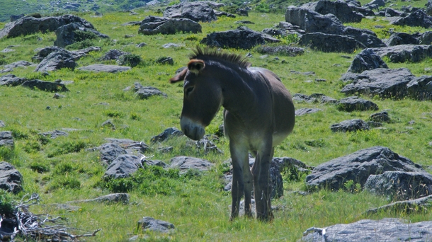 Donkey in the Pyrenees 