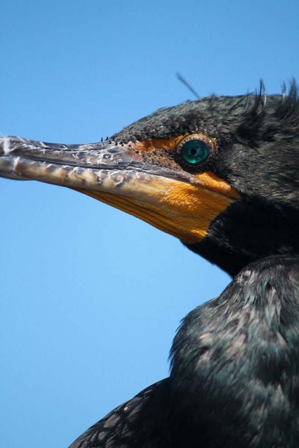 Double-crested cormorant 