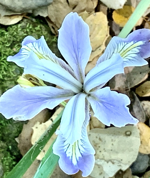 Douglas Iris Iris douglasiana