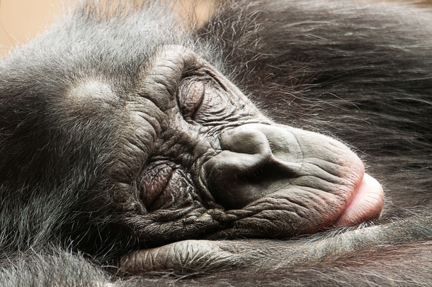 Dreaming Bonobo 