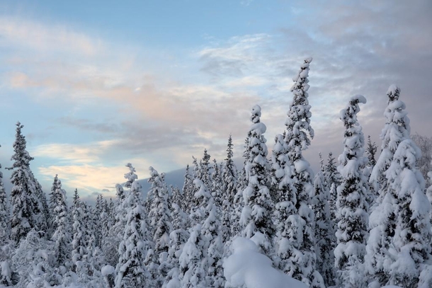 Dreamy spruce forest in Fairbanks Alaska 