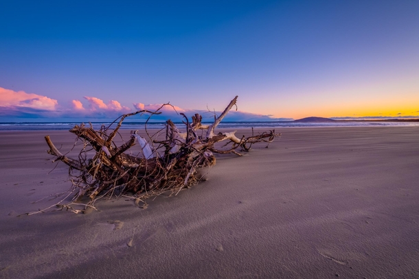 Driftwood on Seven Mile Beach at Sunset   