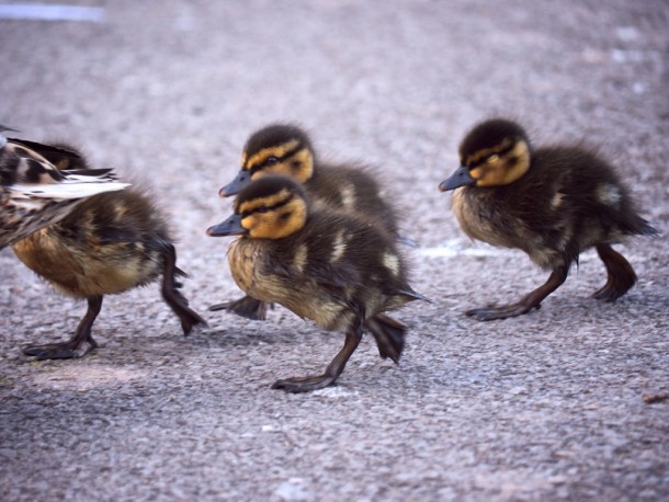 Ducklings crossing the street 