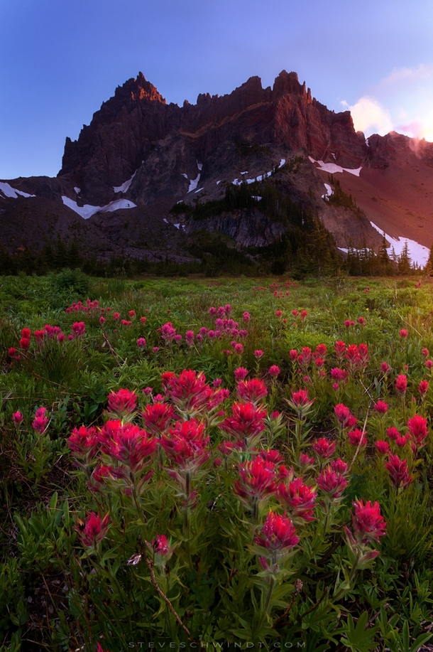 Early blooms of indian paintbrush flowers begin to blanket the meadow below Three Fingered Jack in the Mt Jefferson wilderness OR 