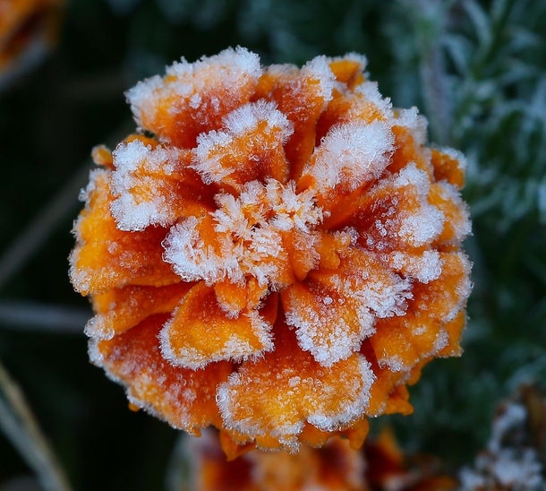 Early morning frost covering a marigold 