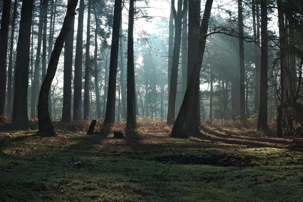 Early morning sunlight through the trees at Cannock Chase Stafford UK 