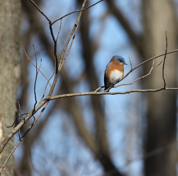 Eastern bluebird on a very blue winter day 