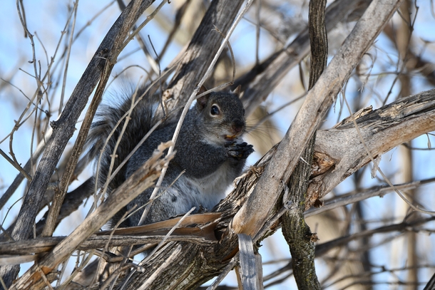 Eastern gray squirrel Photo credit to Glenn P Knoblock