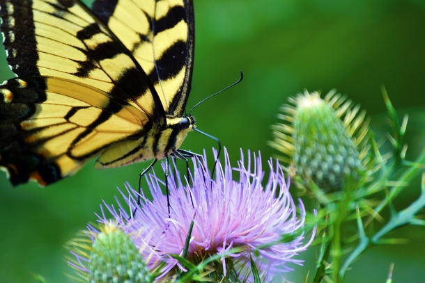 Eastern tiger swallowtail Papilio glaucus taking a nectar break on a field thistle flower Cirsium discolor