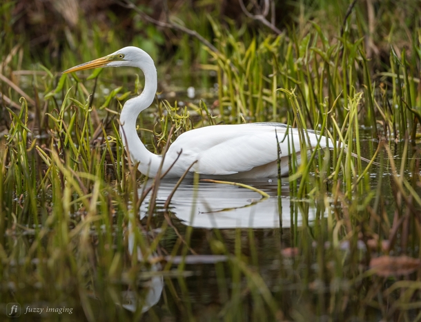 Egret Reflecting - Serenity in bird form 