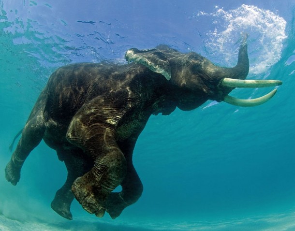 Elephant under water xpost relephants 