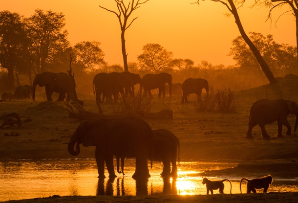 Elephants and baboons at dusk in a pond Hwange Zimbabwe