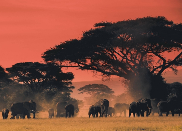 Elephants at the end of the day on the plains of Africa 