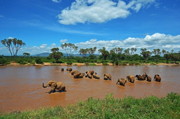 Elephants cross the Ewaso Nyiro river in the Samburu National Reserve Kenya 