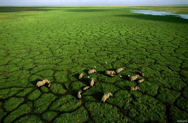 Elephants grazing in Lake Amboseli Kenya 