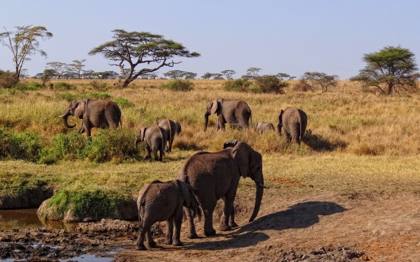 Elephants in Serengeti Tanzania 