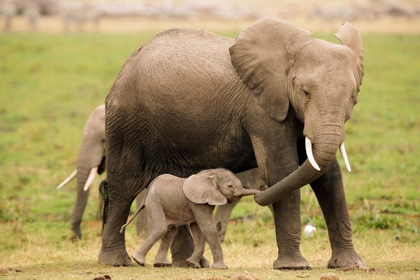 Elephants    Kenya    Photographed by Michael Poliza 